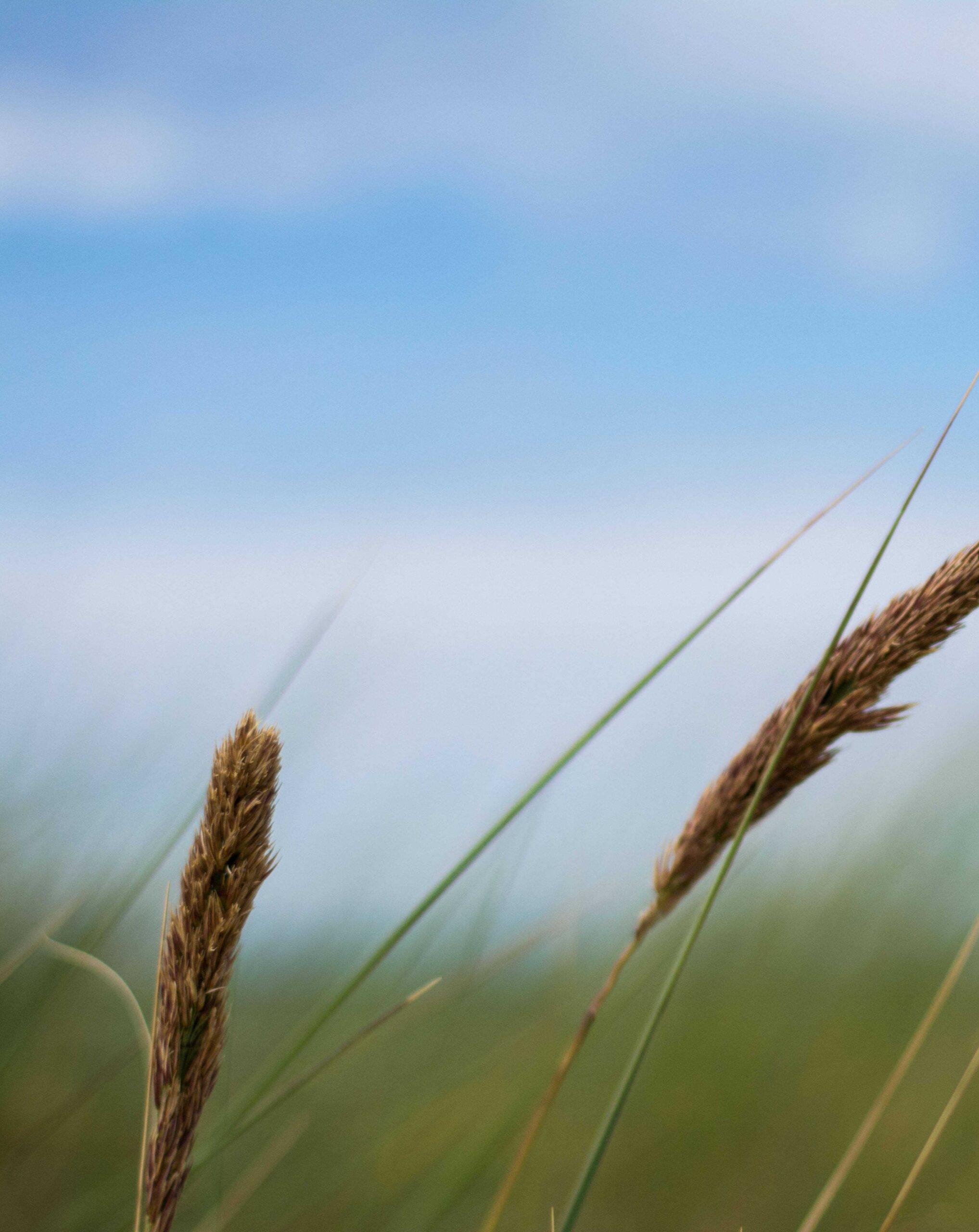 close-up-grass-field-against-sky close-up-grass-field-against-sky