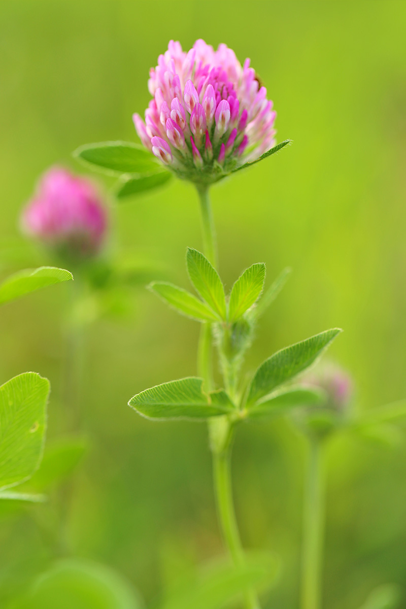 kløverblomst 2 kløverblomst 2