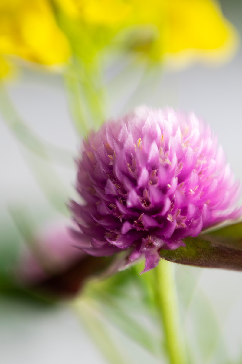 kløverblomst kløverblomst