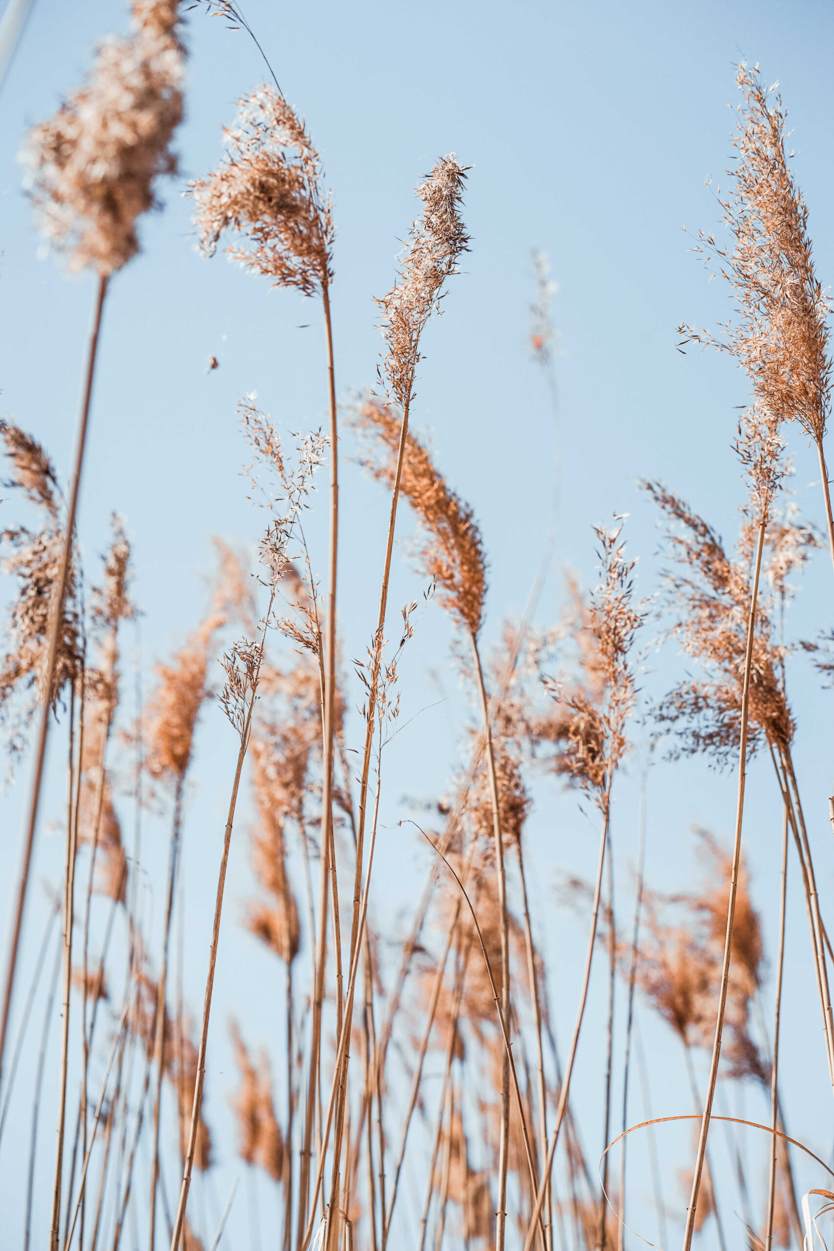 low-angle-view-plants-against-sky_optimized low-angle-view-plants-against-sky_optimized